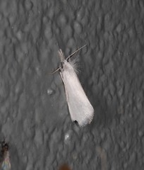 Patissa stenopteralis