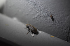 Harpalus ussuriensis