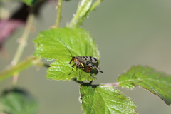 Panorpa meridionalis
