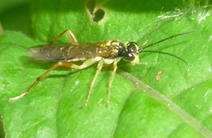 Pachyprotasis