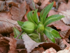 Helleborus odorus