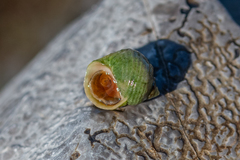 Littorina saxatilis
