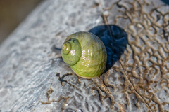 Littorina saxatilis