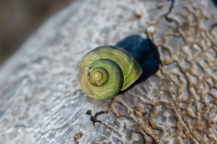 Littorina saxatilis