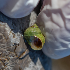 Littorina saxatilis