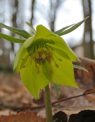 Photo of Helleborus odorus Waldst. & Kit. ex Willd.