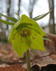 Helleborus odorus