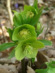 Helleborus odorus
