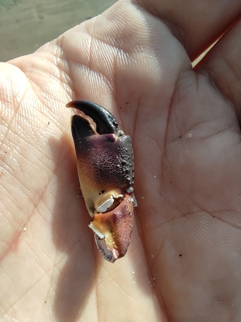 Warty Crab