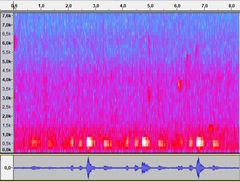 Streptopelia orientalis