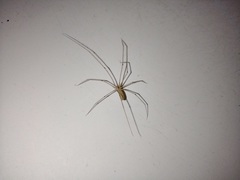 Pholcus opilionoides