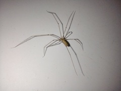Pholcus opilionoides