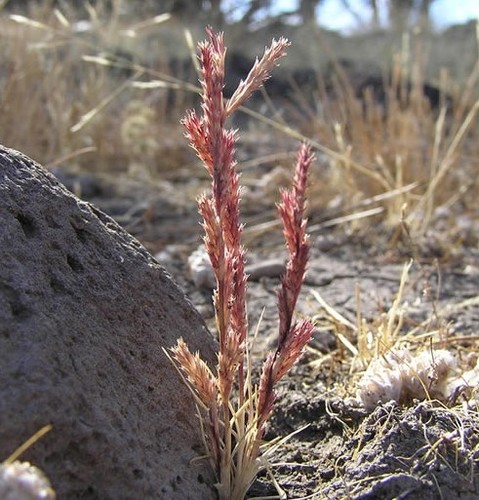 Orcuttia