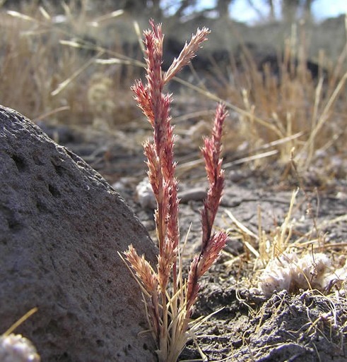 Orcuttia