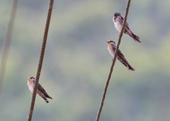 Hirundo domicola