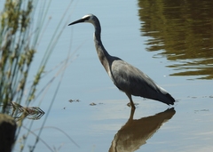 Egretta novaehollandiae