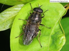 Adoxomyia