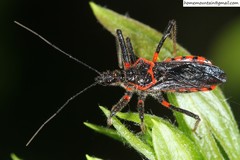 Rhynocoris leucospilus