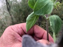 Acanthospermum hispidum