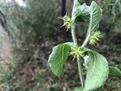 Acanthospermum hispidum