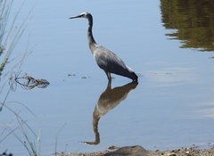 Egretta novaehollandiae