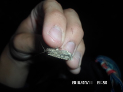 Dichagyris signifera