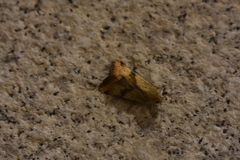 Heliothis maritima