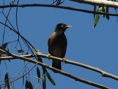 Acridotheres tristis