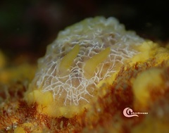 Doriopsilla areolata