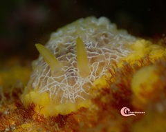 Doriopsilla areolata