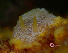 Doriopsilla areolata