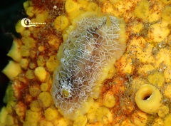 Doriopsilla areolata