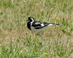 Grallina cyanoleuca