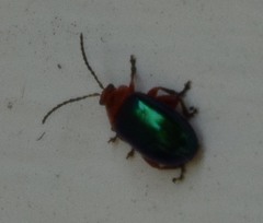 Kuschelina gibbitarsa