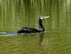 Phalacrocorax carbo