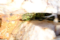 Haworthiopsis tessellata
