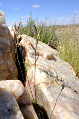 Haworthiopsis tessellata
