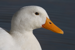 Anas platyrhynchos domesticus