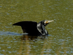 Phalacrocorax carbo
