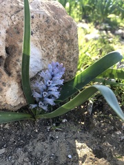 Bellevalia desertorum