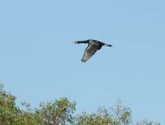 Phalacrocorax carbo