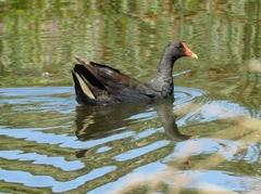 Gallinula tenebrosa