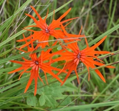Silene wilfordii
