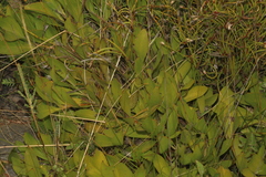 Persoonia micranthera