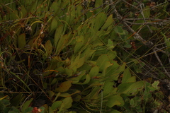 Persoonia micranthera