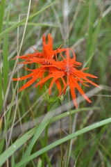 Silene wilfordii