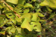 Persoonia micranthera
