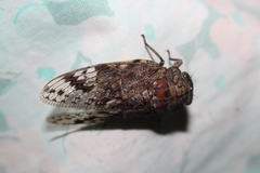 Soudaniella marshalli