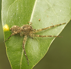 Ornodolomedes