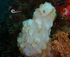 Phallusia mammillata